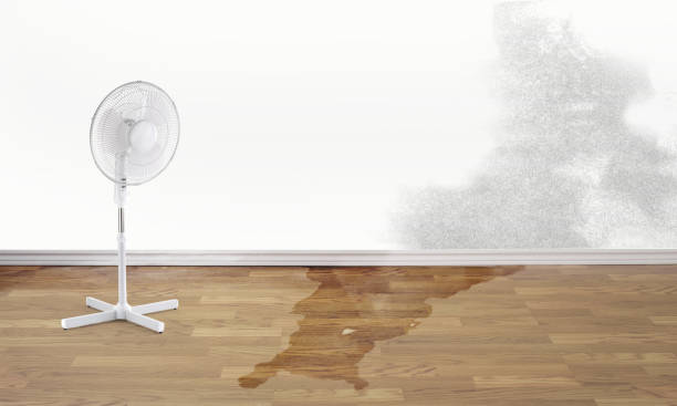 Best Water damage contractors near me  in West Monroe, MI